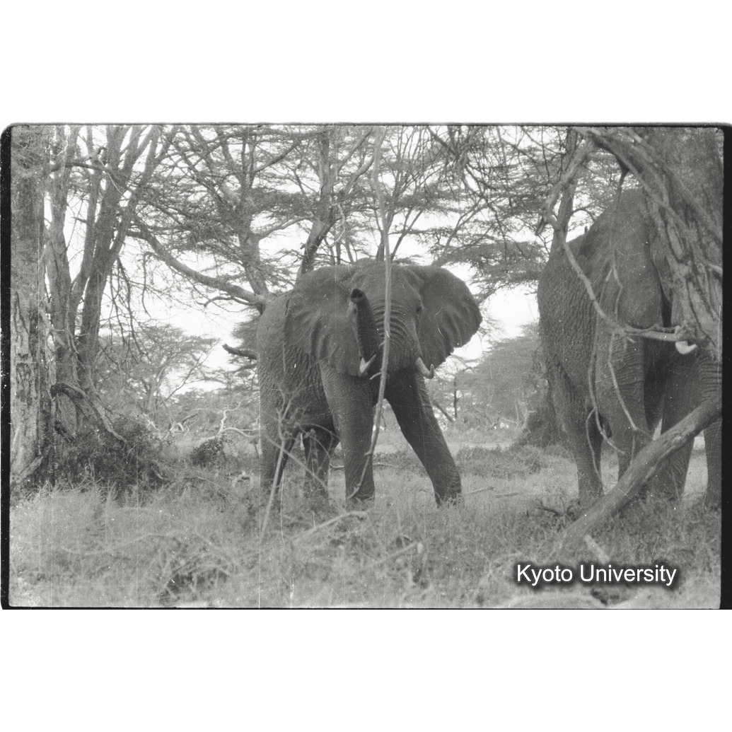 [35コマ目]「アフリカゾウ（３）」 (1)