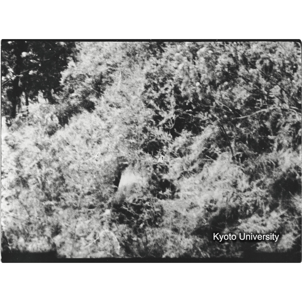 [9コマ目]「シルバーバック（６）」 (1)