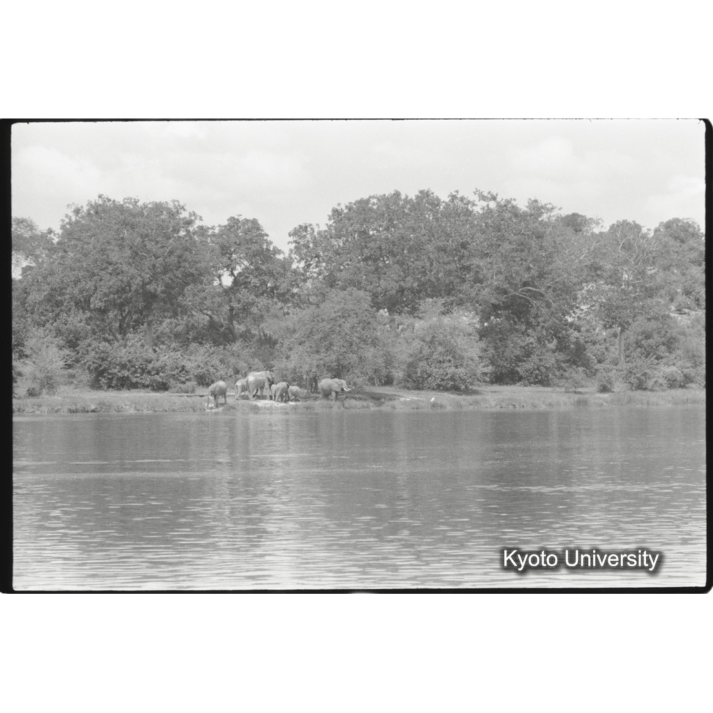 [9コマ目]「アフリカゾウの群れ（１）」 (1)