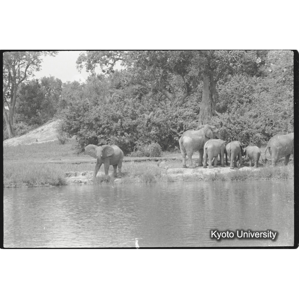 [12コマ目]「アフリカゾウの群れ（４）」 (1)