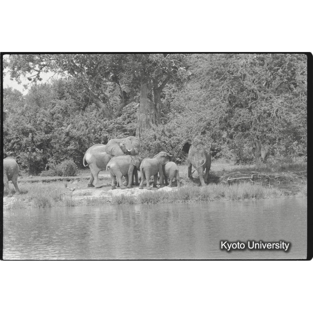 [13コマ目]「アフリカゾウの群れ（５）」 (1)