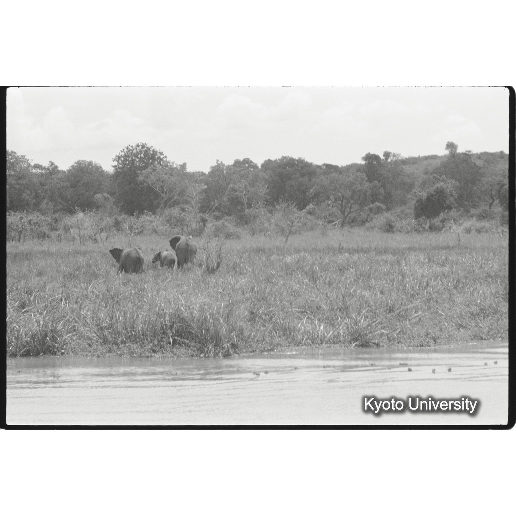 [16コマ目]「アフリカゾウの群れ」 (1)