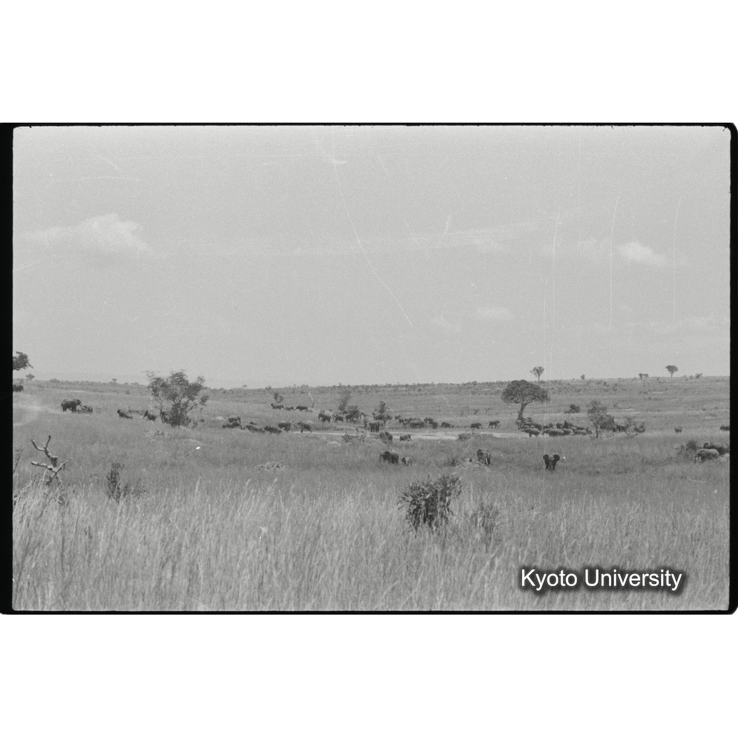 [22コマ目]「アフリカゾウの群れ（１）」 (1)