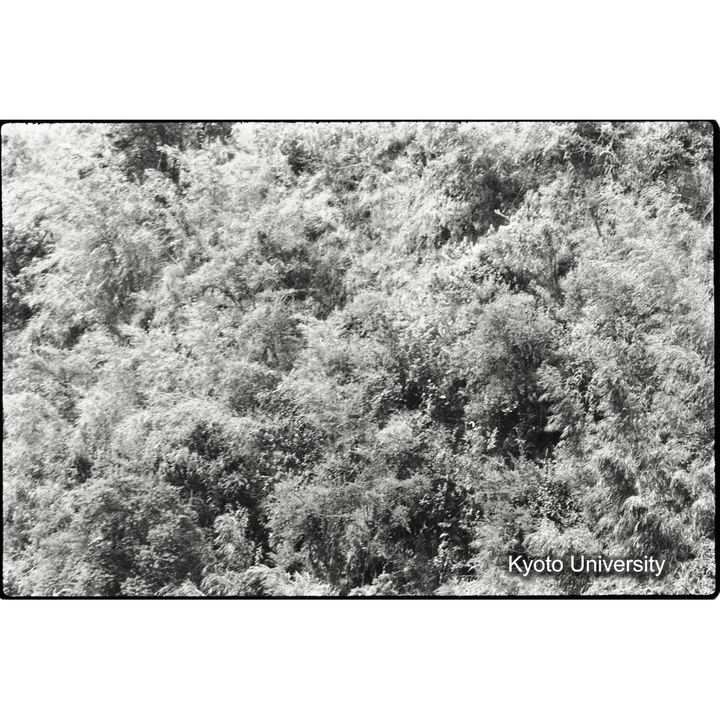 [13コマ目]「ゴリラがいる（１）」 (1)