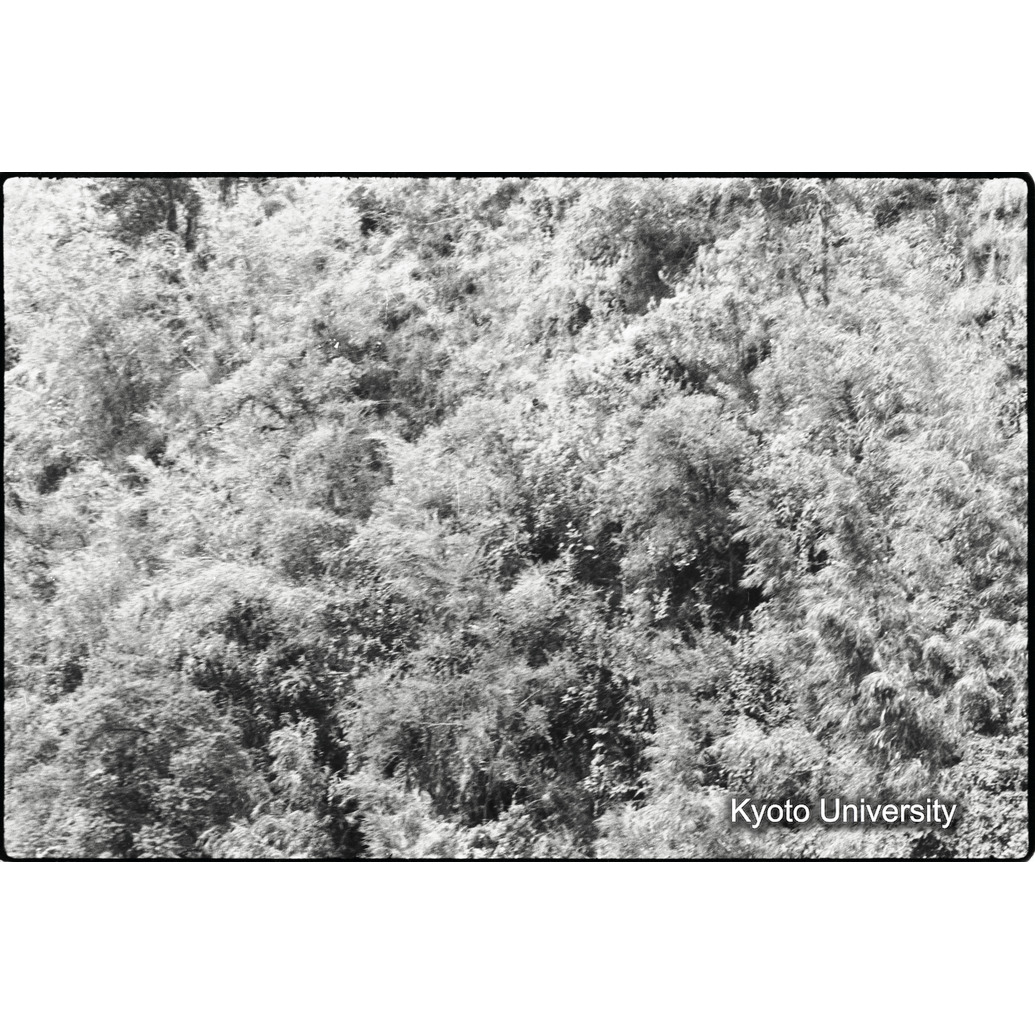 [14コマ目]「ゴリラがいる（２）」 (1)