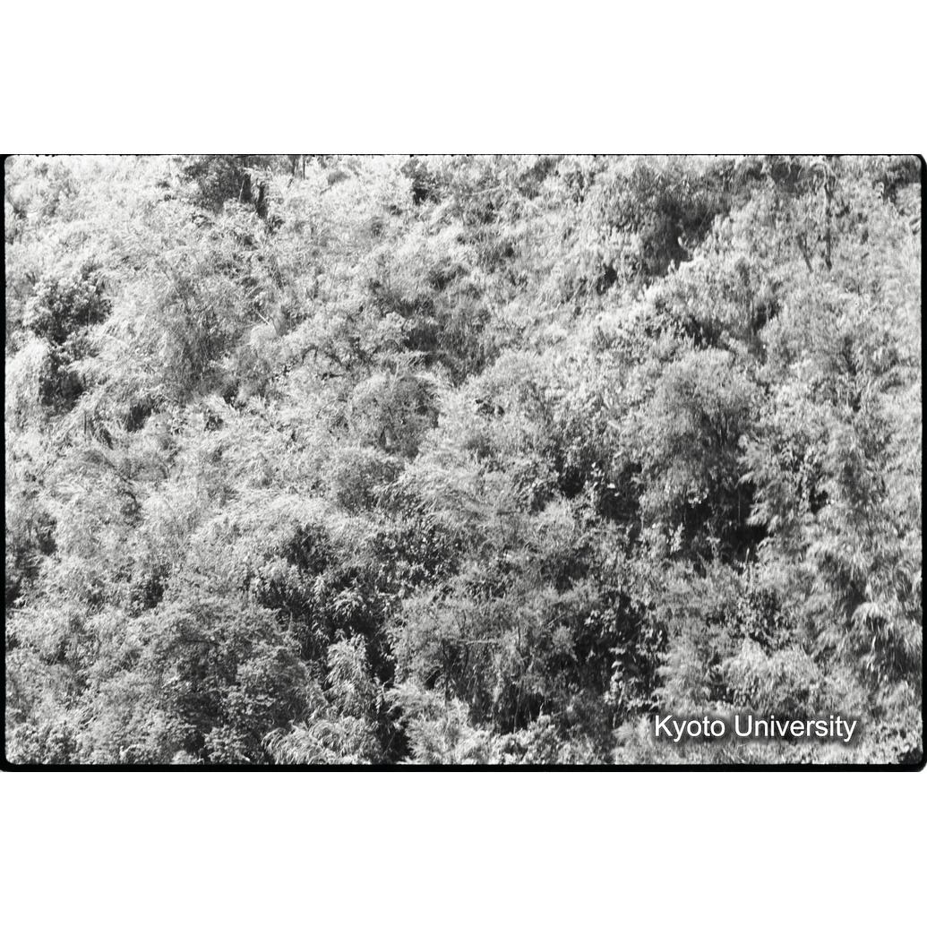 [15コマ目]「ゴリラがいる（３）」 (1)