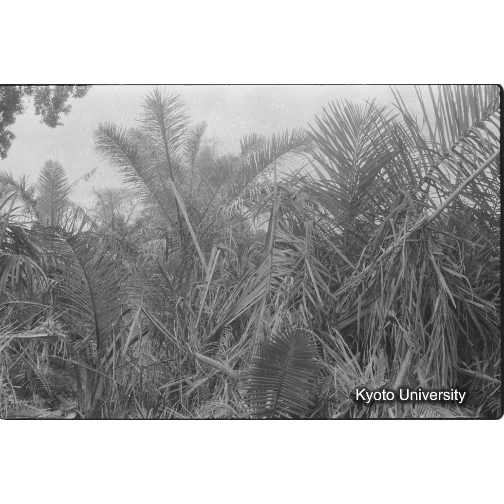 [27コマ目]「ヤシ」 (1)