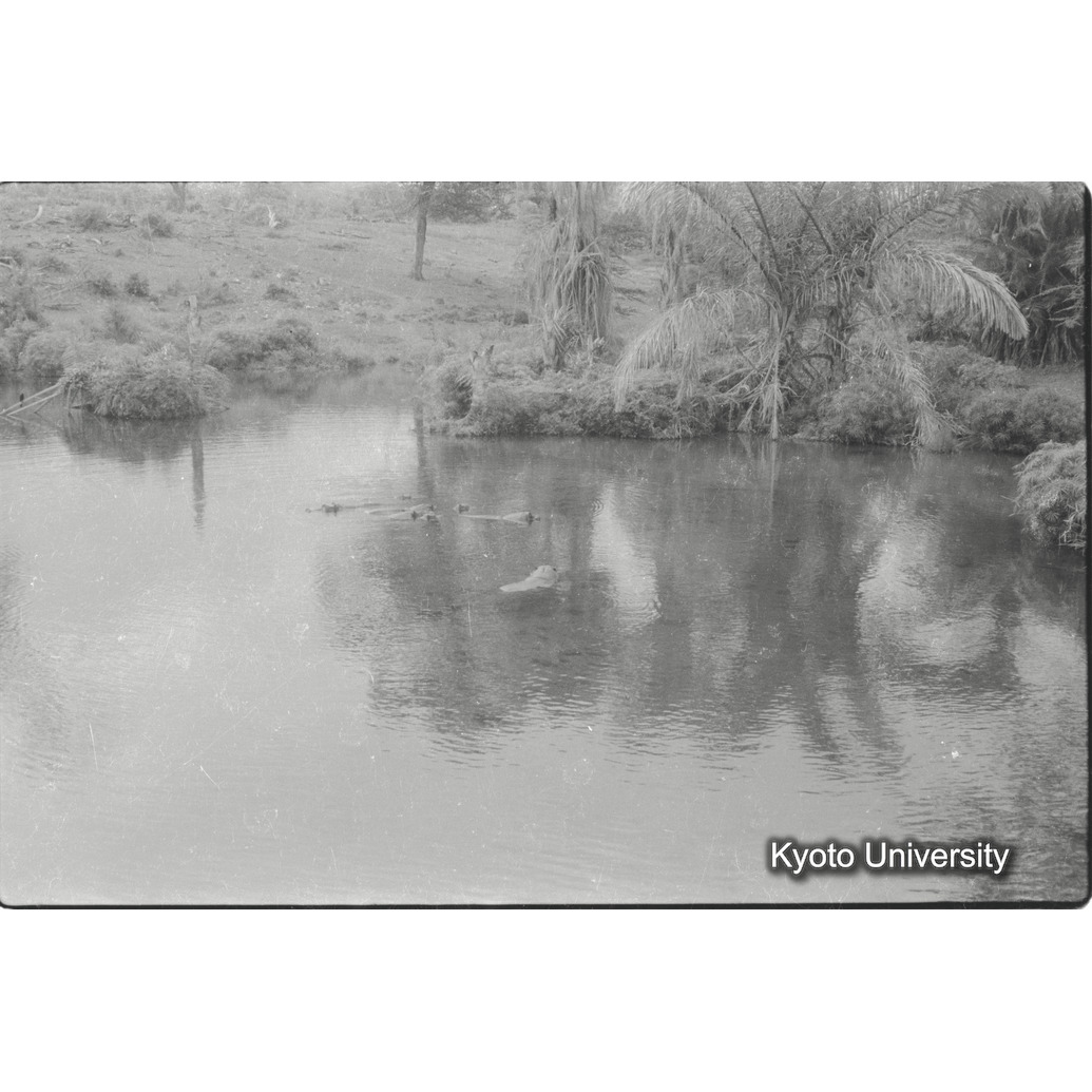 [5コマ目]「カワウソ（２）」 (1)