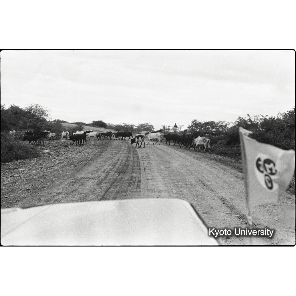 [15コマ目]「道を横切る牛の群れ（２）」 (1)