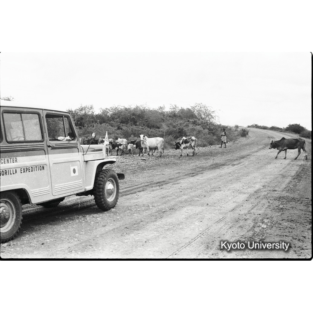 [16コマ目]「道を横切る牛の群れ（３）」 (1)