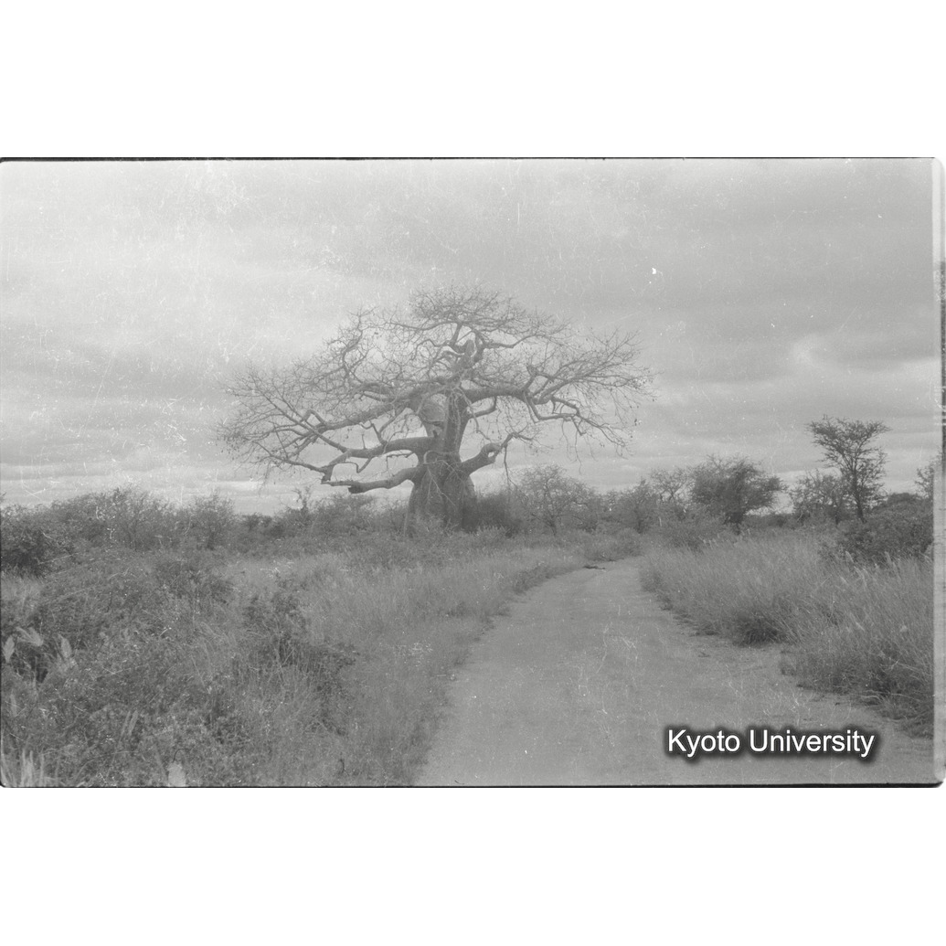 [19コマ目]「バオバブの木」 (1)