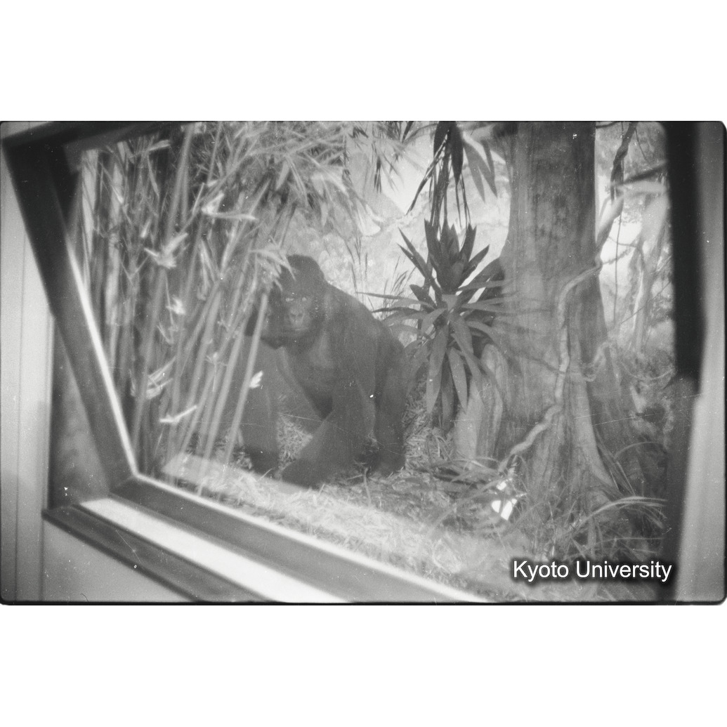 [4コマ目]「マウンテンゴリラの雌の剥製展示（１）」 (1)