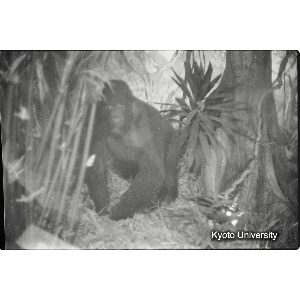 [5コマ目]「マウンテンゴリラの雌の剥製展示（２）」 (1)