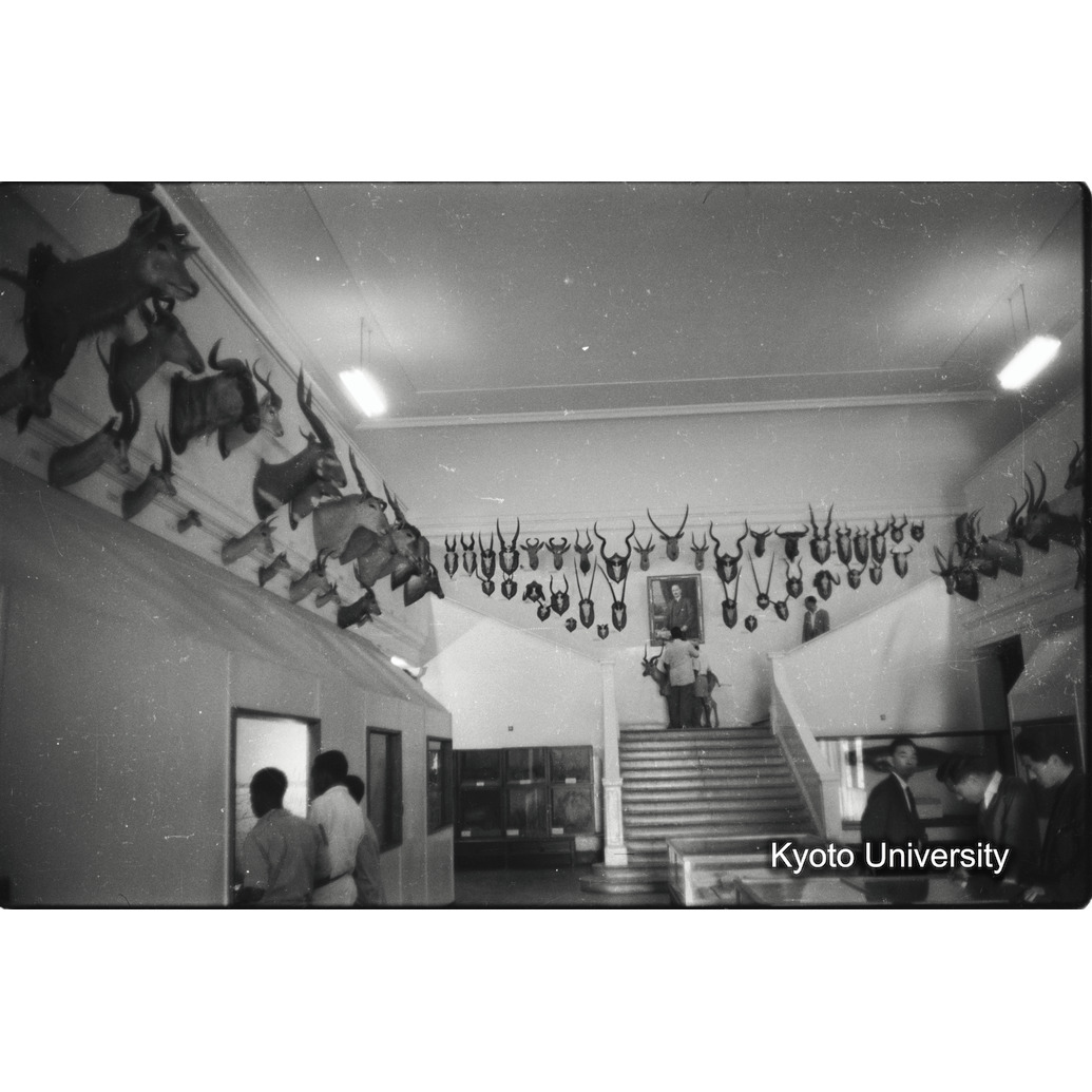 [6コマ目]「有蹄類のトロフィー」 (1)