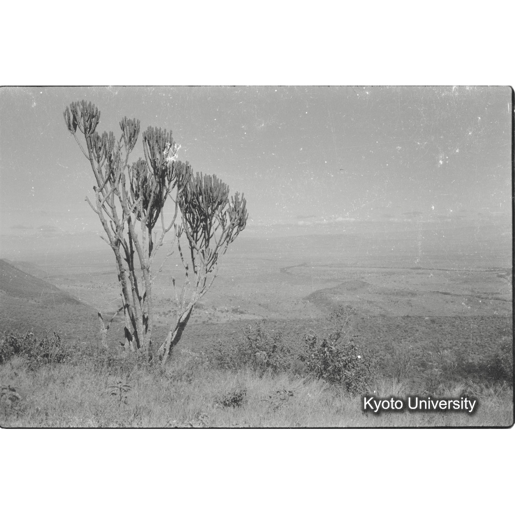 [27コマ目]「ユーホロビア」 (1)