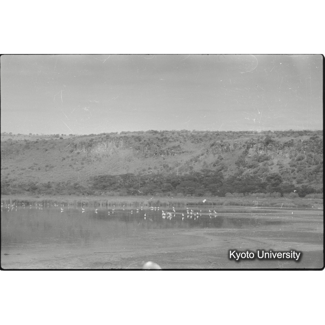 [2コマ目]「フラミンゴの群れ（１）」 (1)