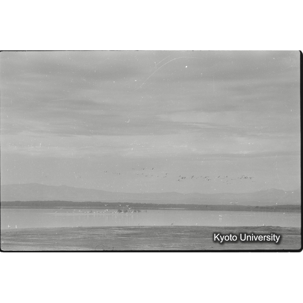 [5コマ目]「フラミンゴの群れ（４）」 (1)