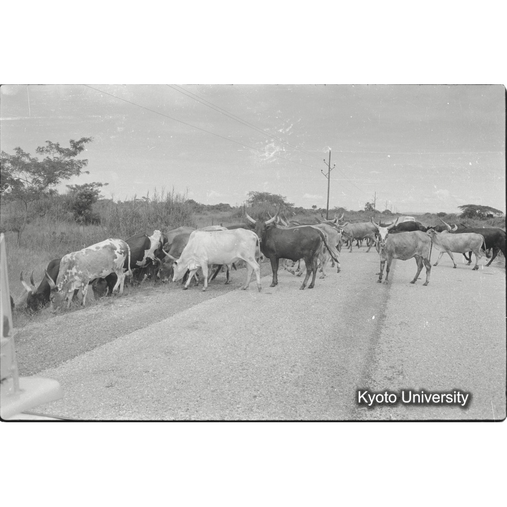 [17コマ目]「アンコーレ牛」 (1)