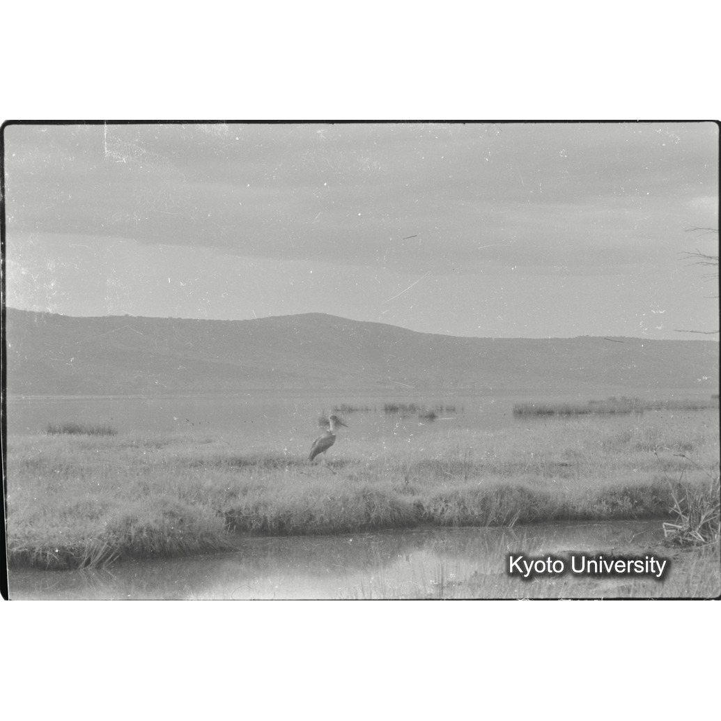 [21コマ目]「オオノガン」 (1)