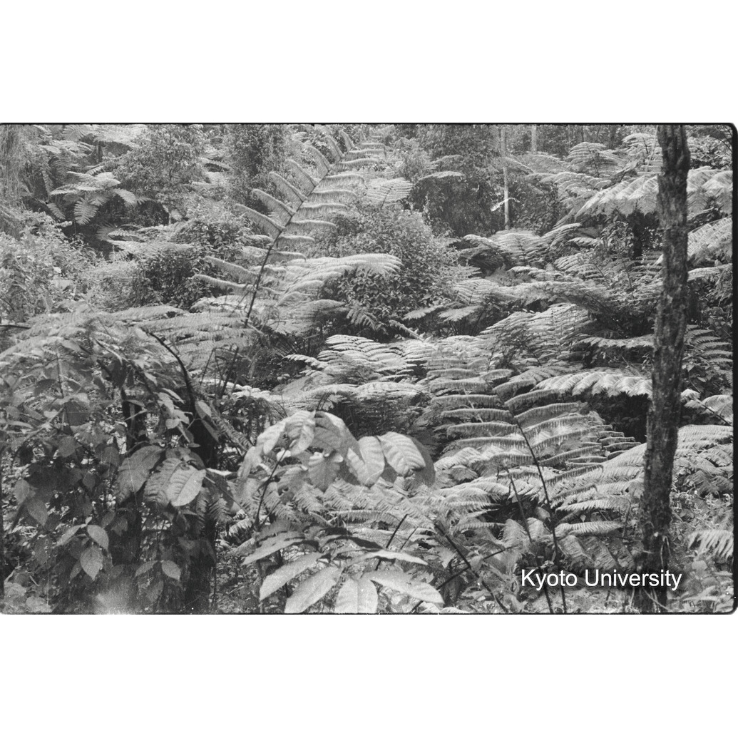 [5コマ目]「木性シダ」 (1)