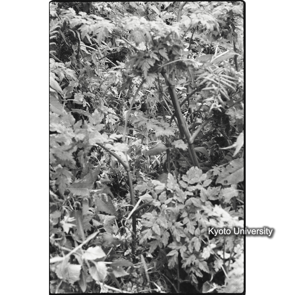 [21コマ目]「ジャイアントセロリ」 (1)