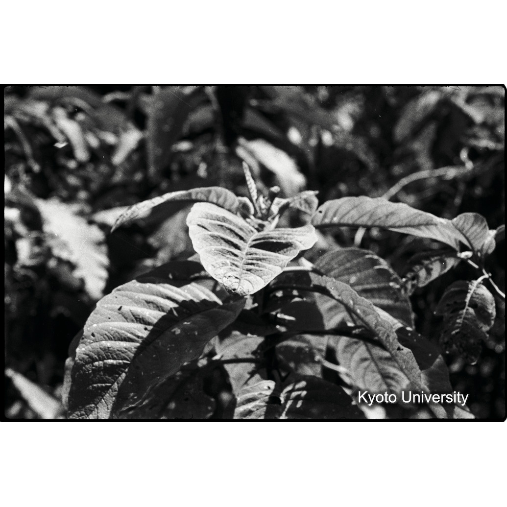 [22コマ目]「イリヘレヘレ」 (1)