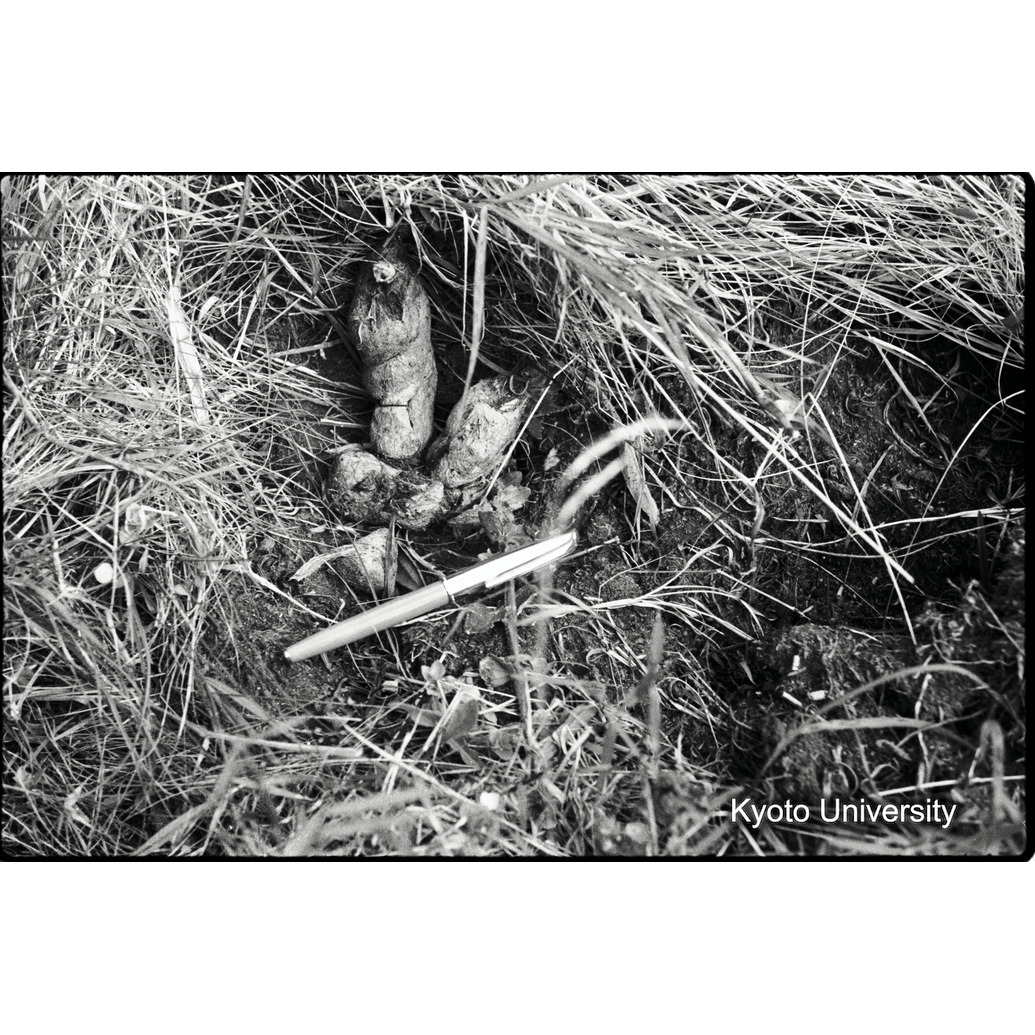 [25コマ目]「ゴリラの糞」 (1)