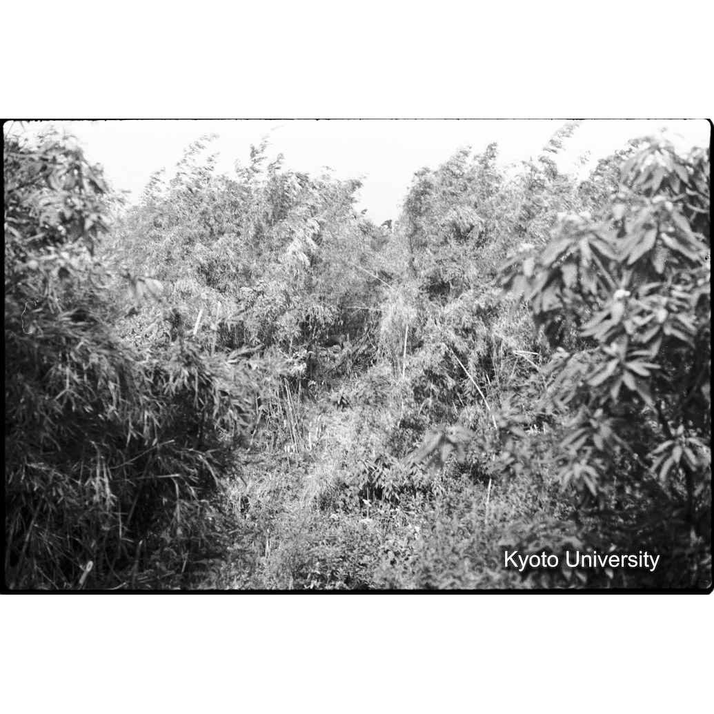 [26コマ目]「バンブー林に入る道（１）」 (1)