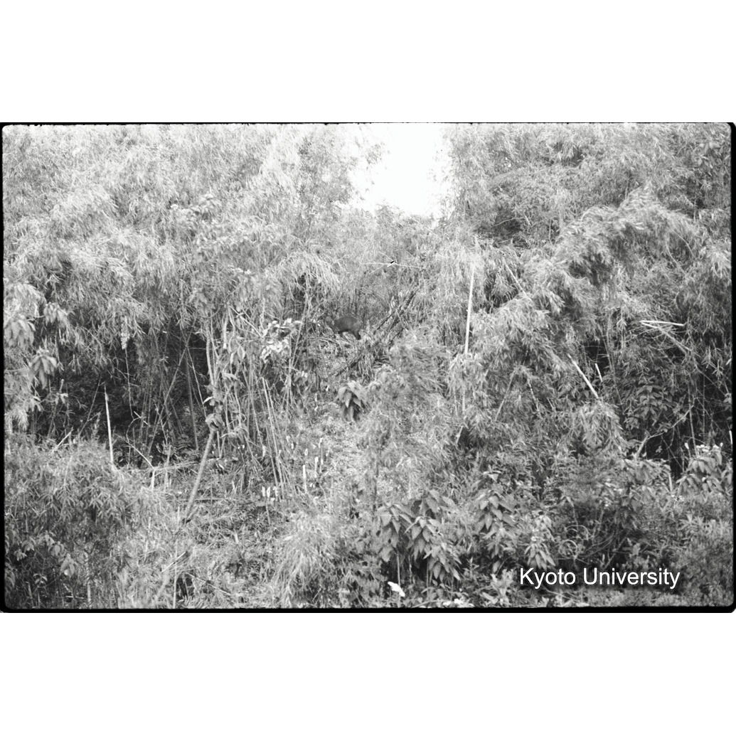 [27コマ目]「バンブー林に入る道（２）」 (1)