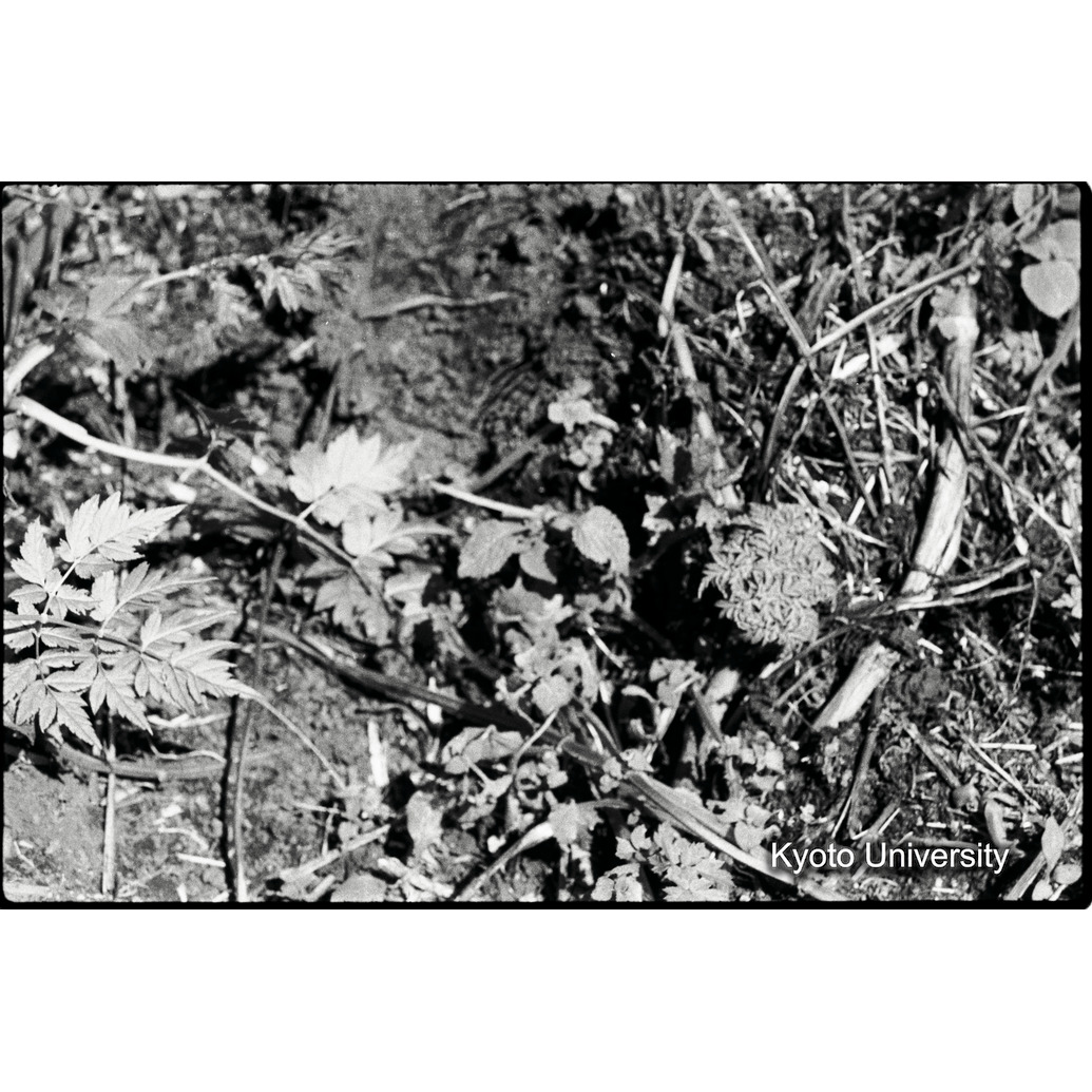 [1コマ目]「ジャイアントセロリ」 (1)