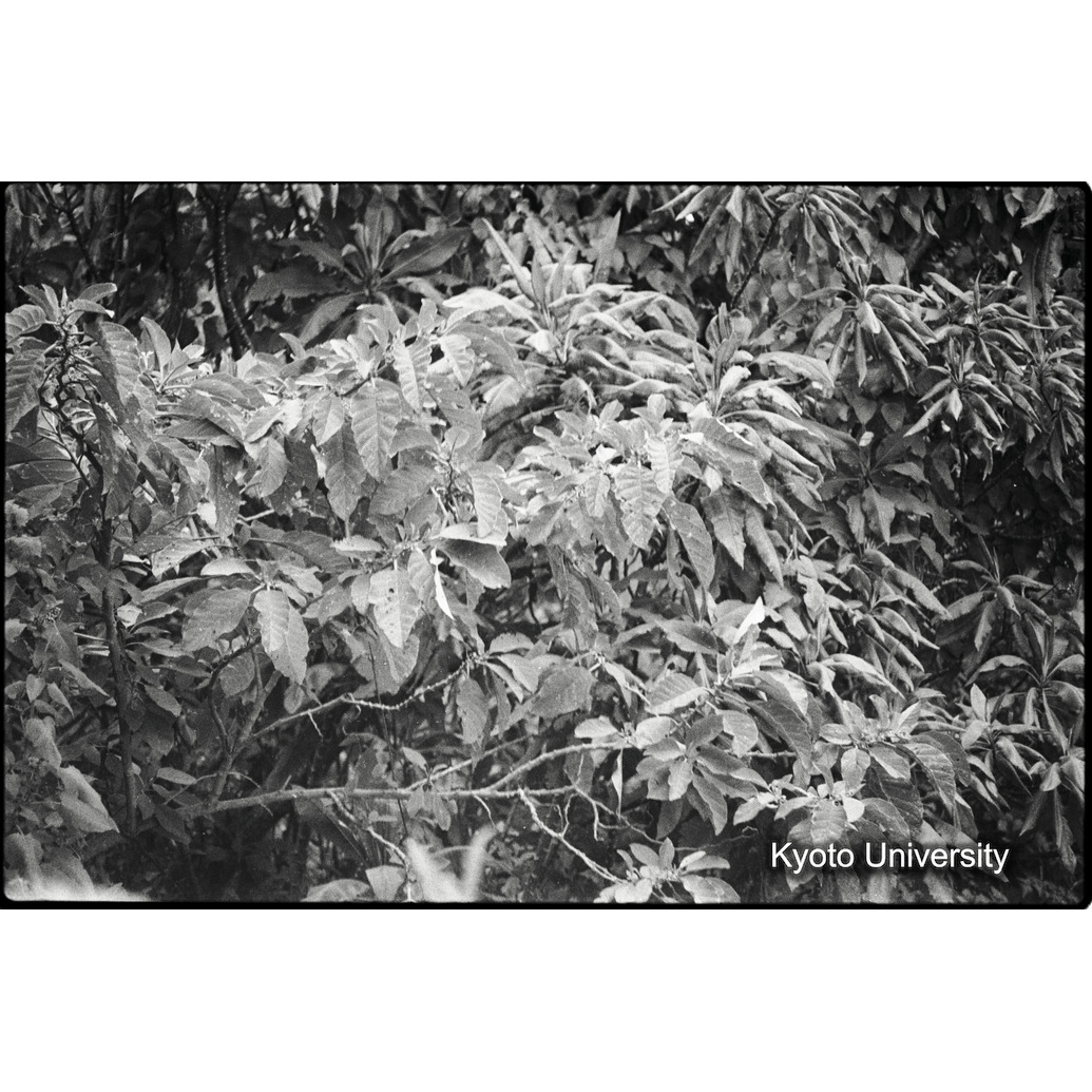 [2コマ目]「イリヘレヘレ（Veronica sp)」 (1)