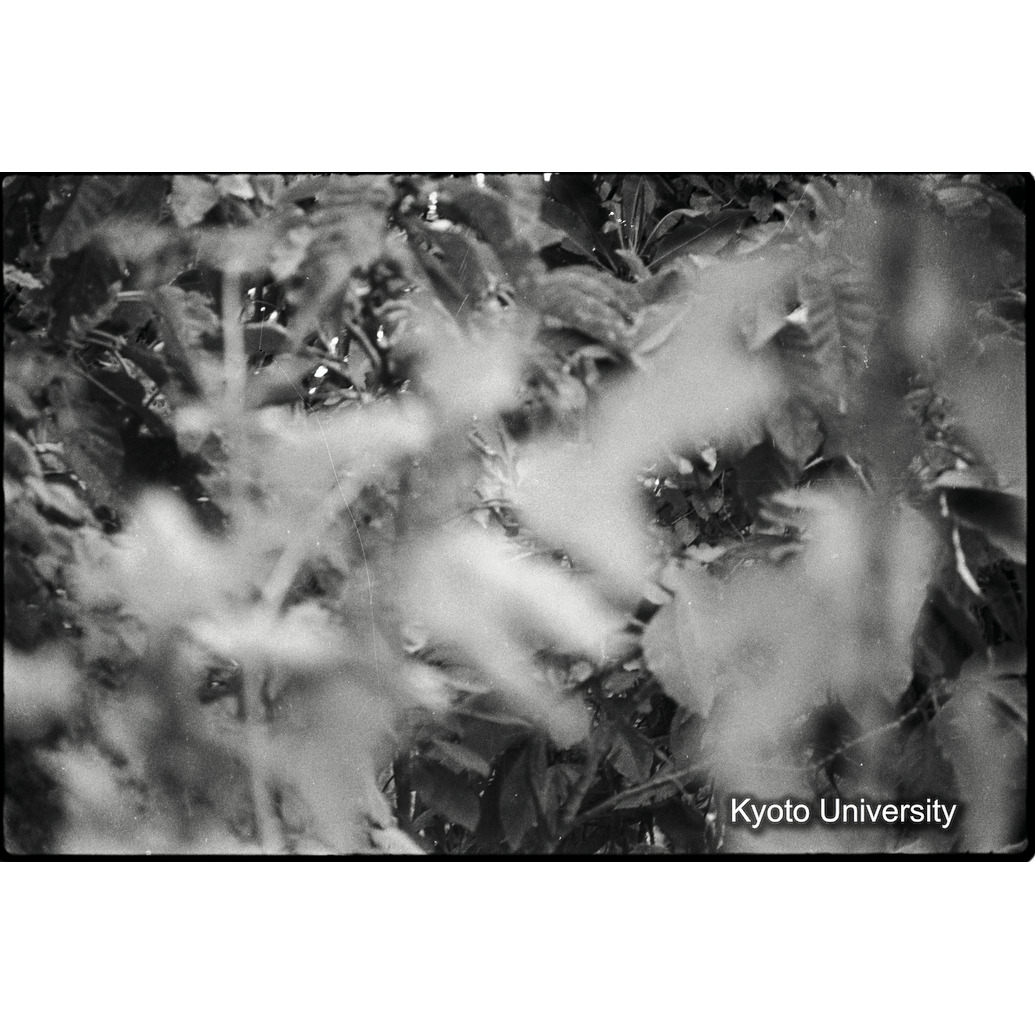 [3コマ目]「ゴリラ？（１）」 (1)