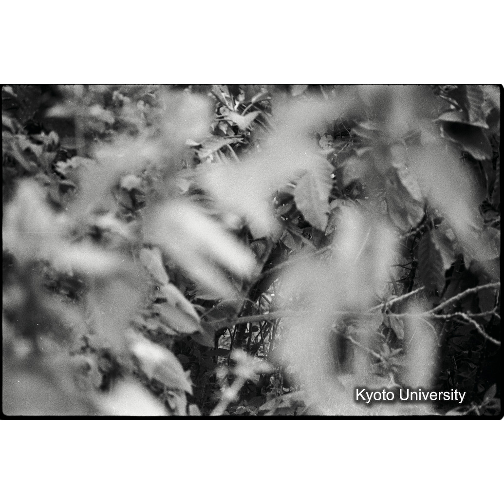 [4コマ目]「ゴリラ？（２）」 (1)