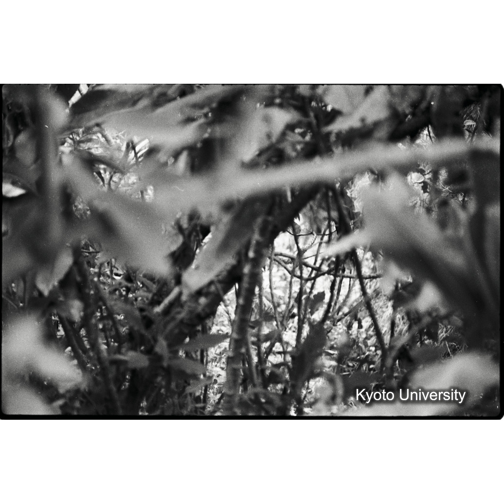 [5コマ目]「ゴリラ？（３）」 (1)