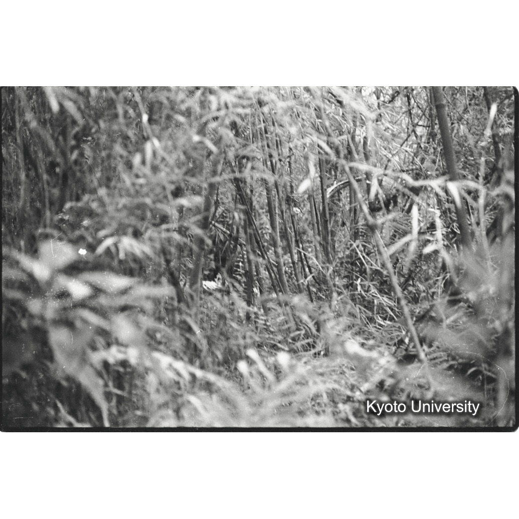 [11コマ目]「ゴリラ？（２）」 (1)