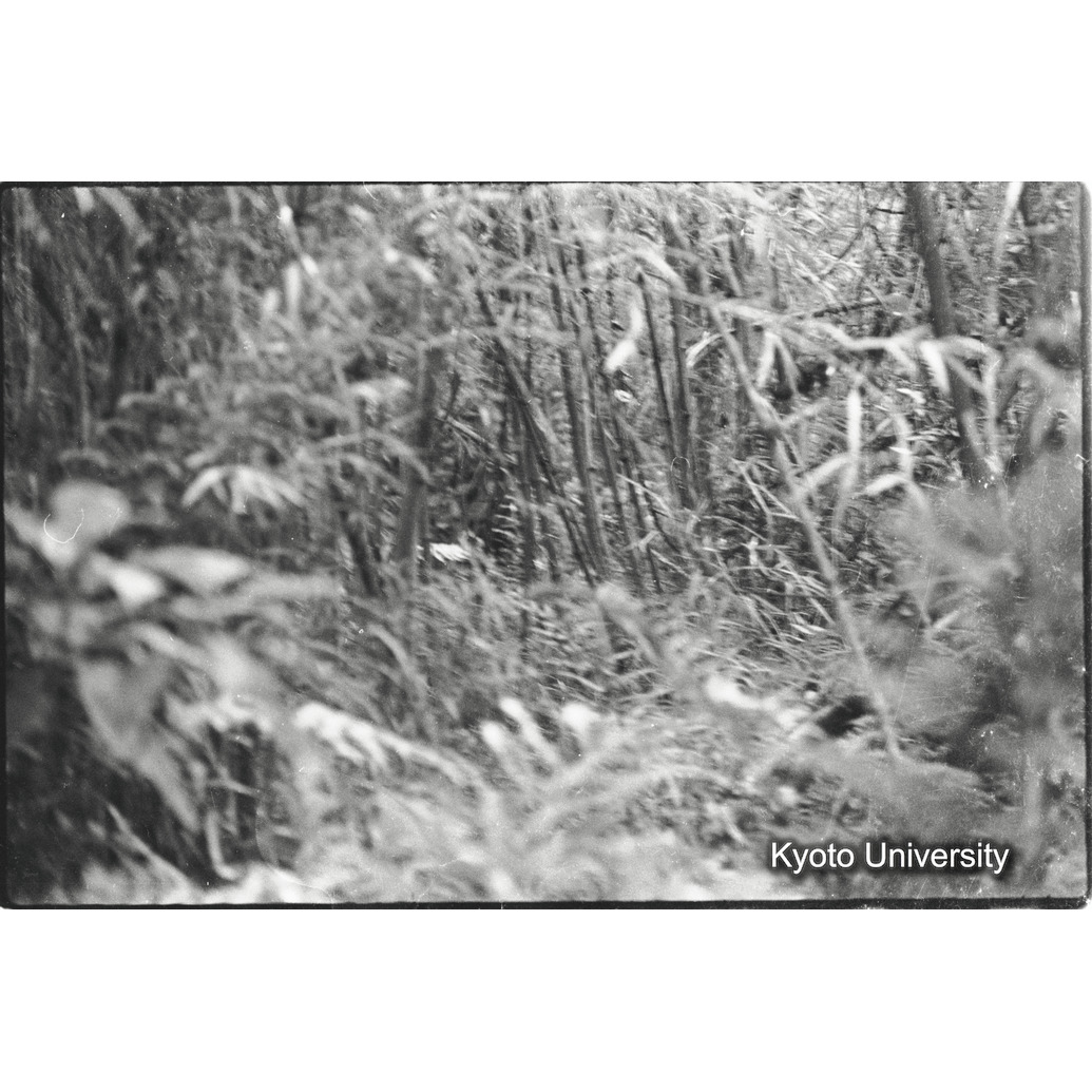 [12コマ目]「ゴリラ？（３）」 (1)