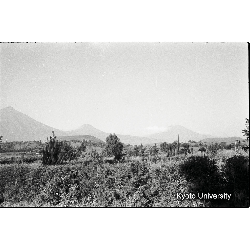 [16コマ目]「ゴリラ・サンクチュアリ」 (1)