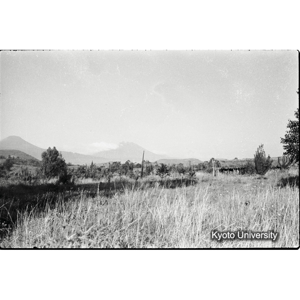 [17コマ目]「ゴリラ・サンクチュアリ」 (1)