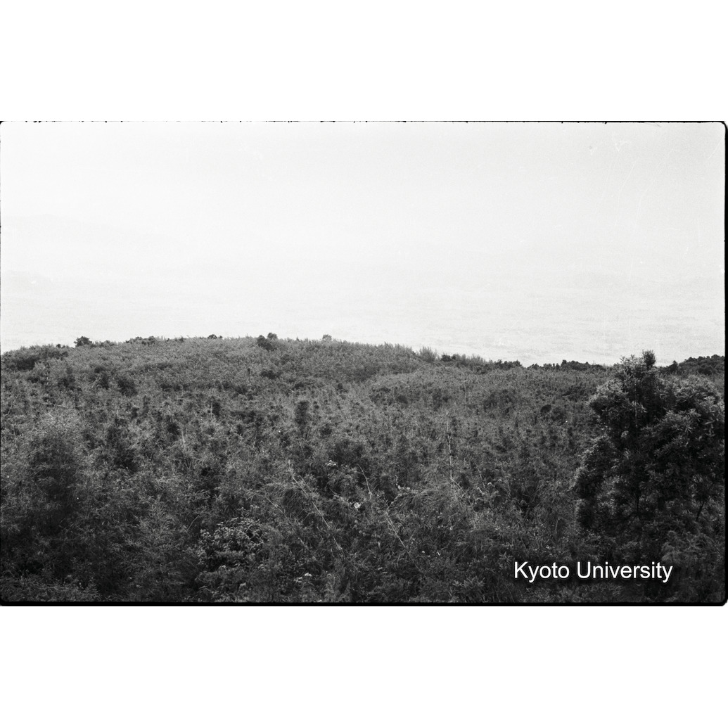 [27コマ目]「バンブー林」 (1)