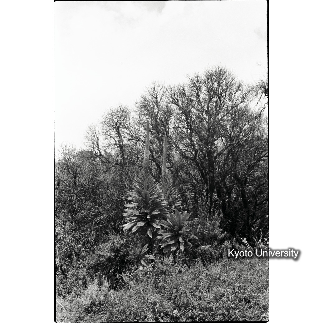 [29コマ目]「ロベリア」 (1)