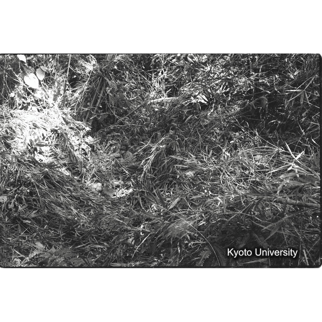 [6コマ目]「地上のネスト」 (1)