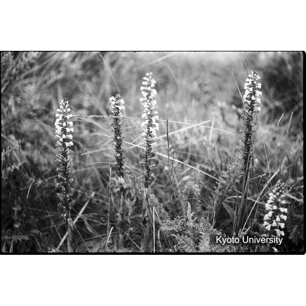 [15コマ目]「花」 (1)