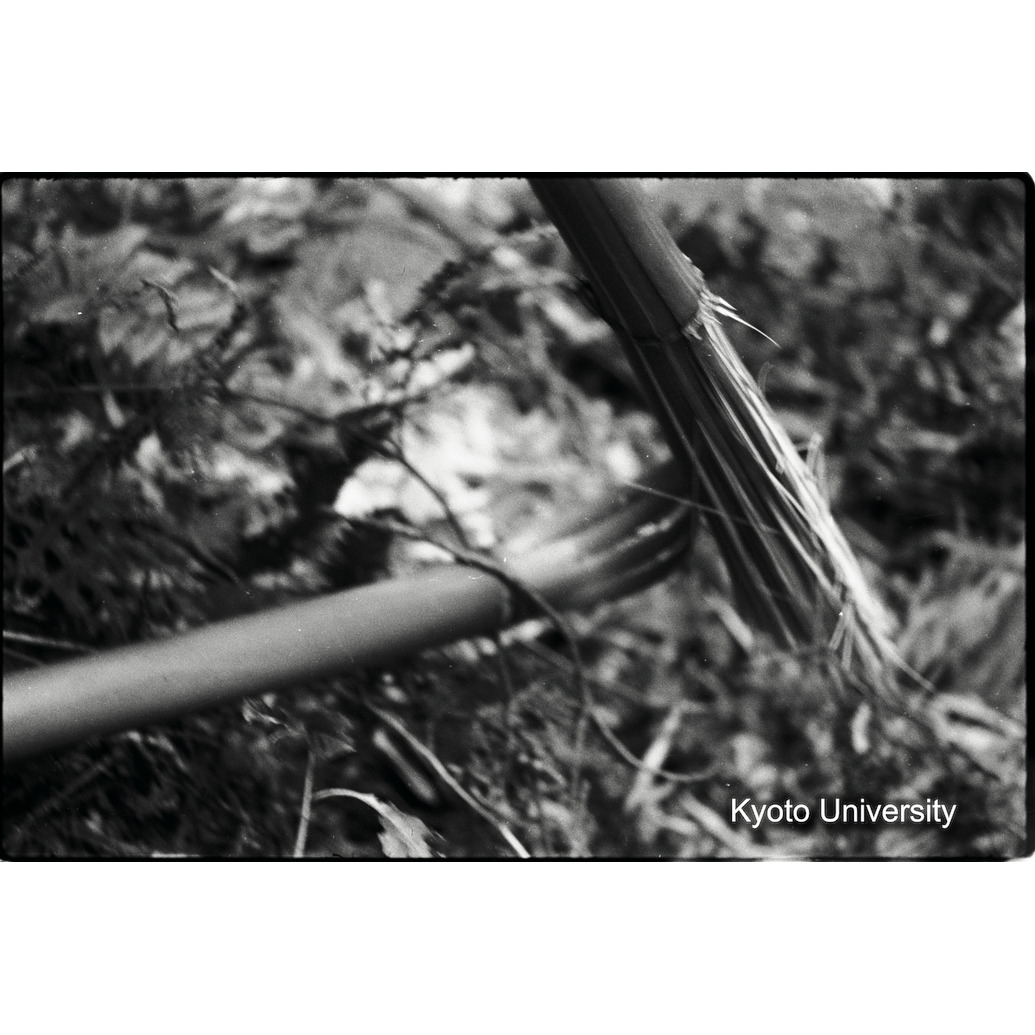 [1コマ目]「ゴリラに折られた竹」 (1)