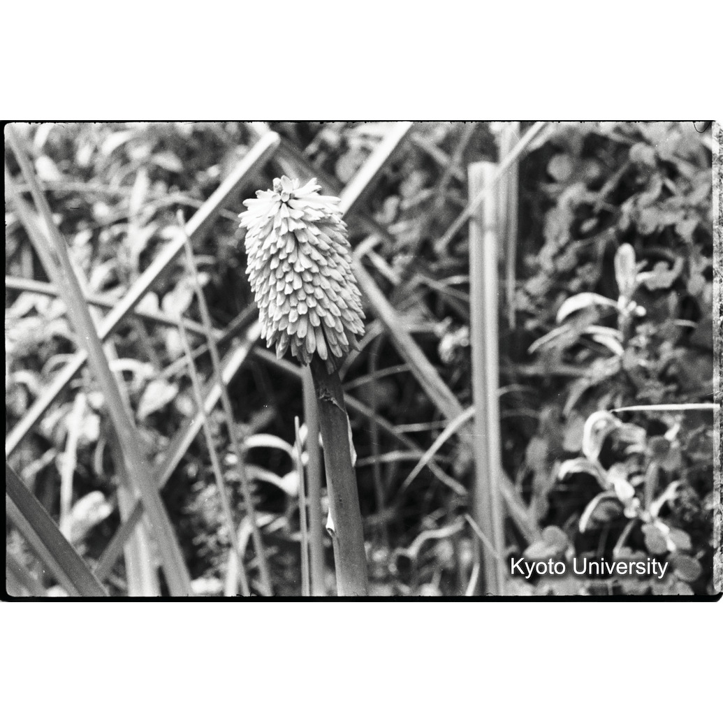 [2コマ目]「トリトマの一種」 (1)