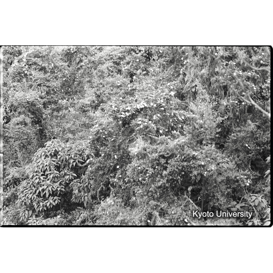 [3コマ目]「ジャングル」 (1)