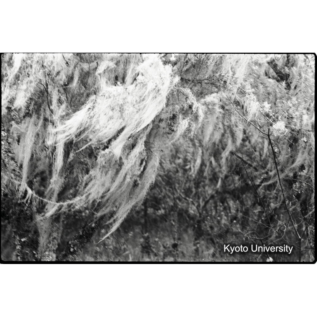 [4コマ目]「モスフォレスト」 (1)