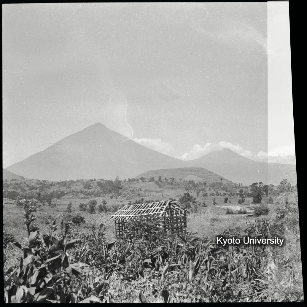 [4コマ目]「ゴリラ・サンクチュアリ（１）」 (1)