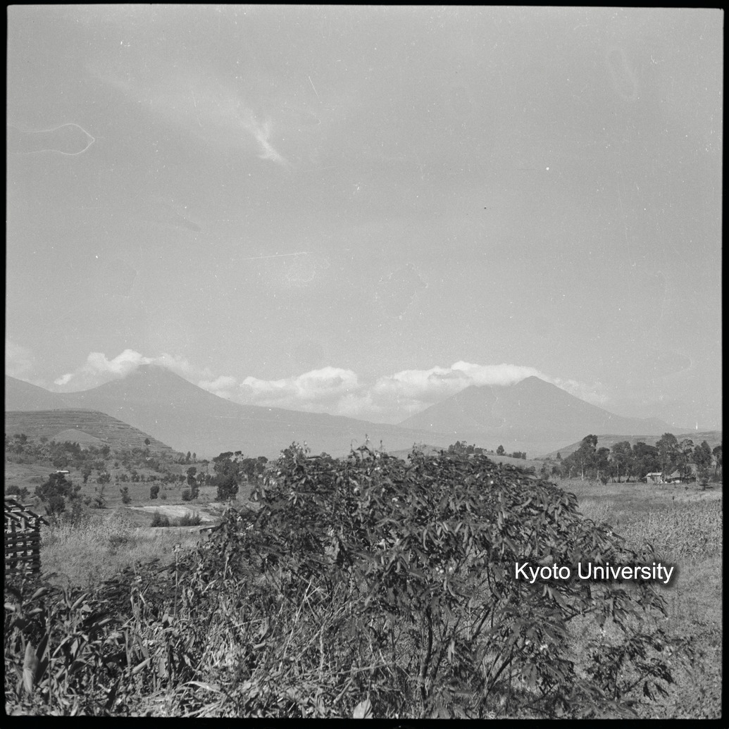 [5コマ目]「ゴリラ・サンクチュアリ（２）」 (1)