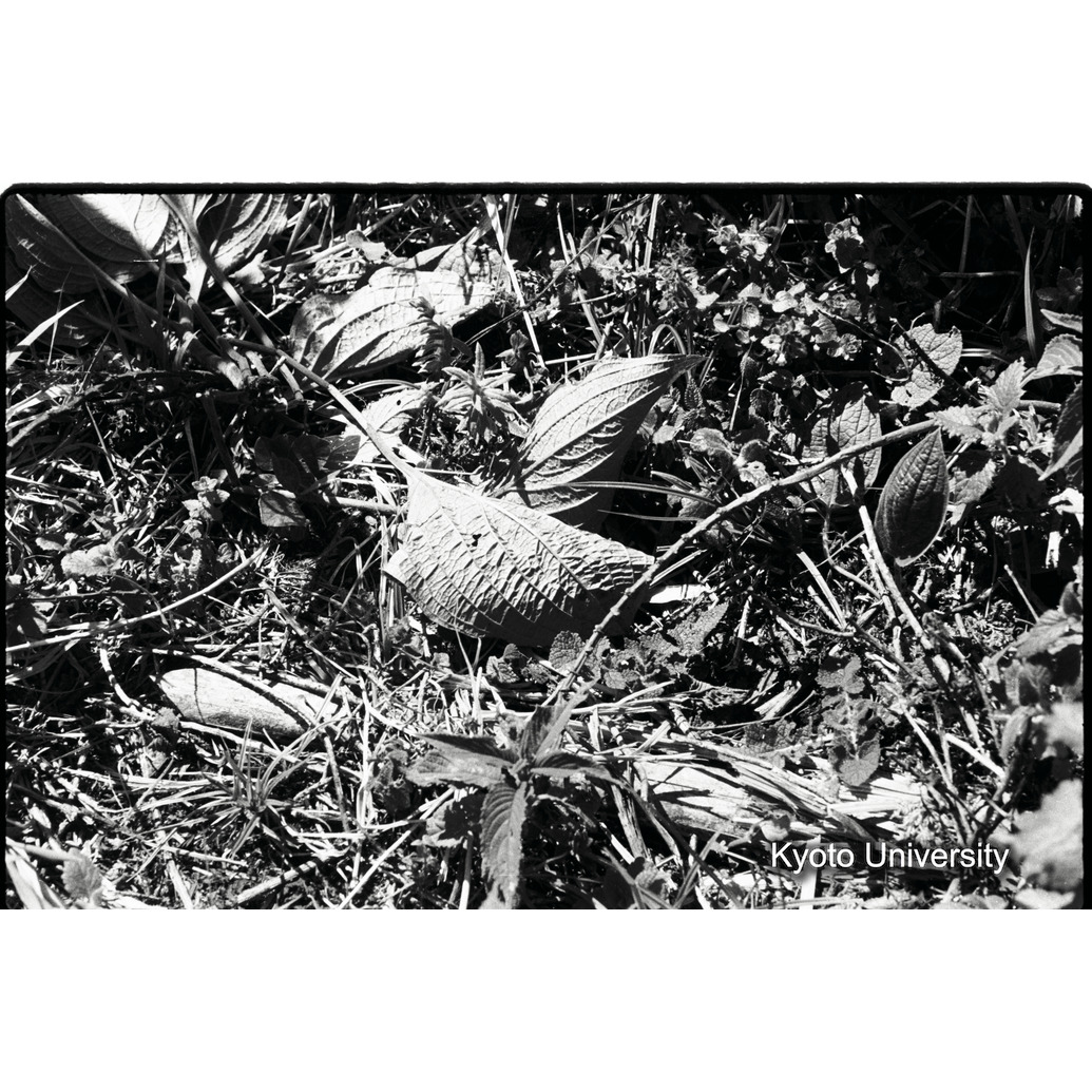 [14コマ目]「ゴリラの食痕」 (1)