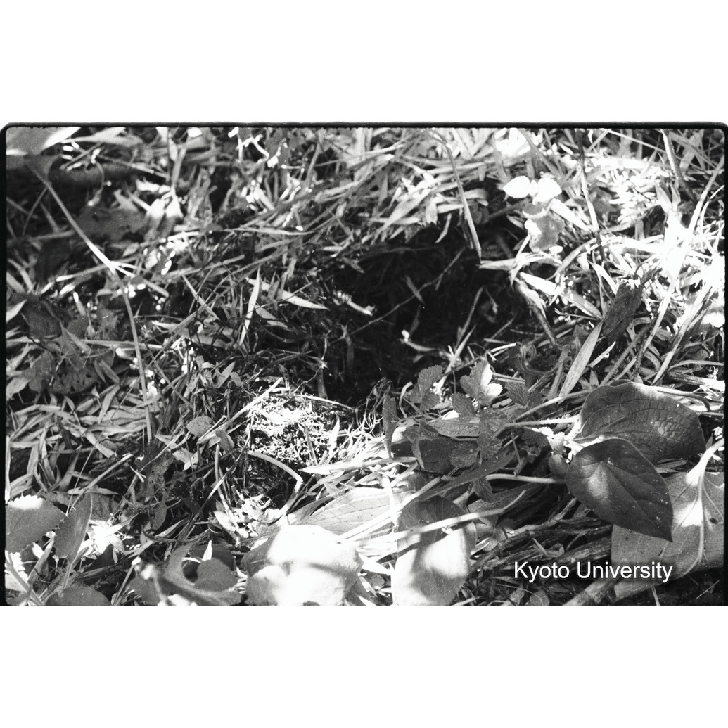 [17コマ目]「食痕（２）」 (1)